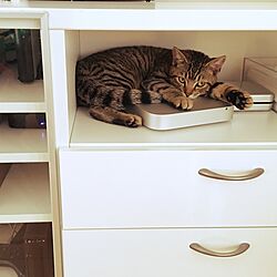 リビング/Macがある部屋/猫/IKEAのインテリア実例 - 2016-12-01 22:45:27