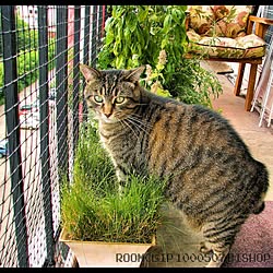 バルコニー/植物/balcony/猫/雑貨...などのインテリア実例 - 2016-09-09 02:58:48