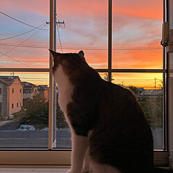 LIXIL窓/朝日/ねこのいる日常/猫が好き/玄関/入り口のインテリア実例 - 2023-06-28 21:14:53