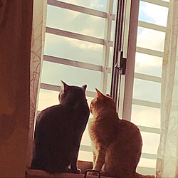 窓辺/ねこのいる日常/猫と暮らす/ねこと暮らす/3匹の猫と暮らす...などのインテリア実例 - 2022-02-21 13:01:04