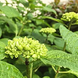 少しずつ…/紫陽花/庭の花＊/玄関/入り口のインテリア実例 - 2016-05-11 08:03:53