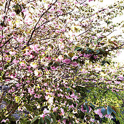 桜の花びら/花のある暮らし/八重桜/自然と暮らす/玄関/入り口...などのインテリア実例 - 2020-04-30 16:27:45