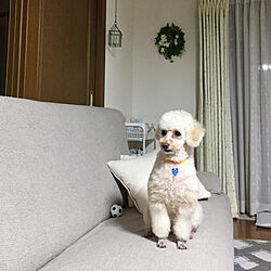 リビング/IKEA/犬と暮らす/植物のある暮らし/京成バラ園のインテリア実例 - 2018-10-31 19:42:48