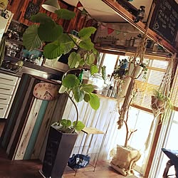 部屋全体/友達にもらったカウンター/観葉植物/いなざうるす屋さん フェイクグリーン/DIY...などのインテリア実例 - 2016-05-13 12:01:39