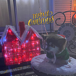 クリスマス/犬と暮らす家/いいね！ありがとうございます♪/暮らしを楽しむ/犬ばかりでスイマセン...などのインテリア実例 - 2021-12-25 21:17:35