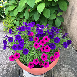 すぐ楽/ピンク色の花/紫色の花/花のある風景/見て頂きありがとうございます...などのインテリア実例 - 2021-06-02 16:49:27