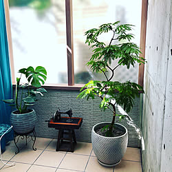 観葉植物/サンルーム/アンティーク/みどりの雑貨屋/グリーンのある暮らし...などのインテリア実例 - 2021-08-18 23:43:51