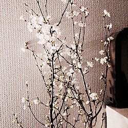 机/二人部屋/賃貸/植物のインテリア実例 - 2015-03-12 21:18:09