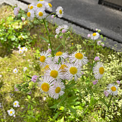 壁/天井/花言葉＊追想の愛/ぽかぽか陽射し/牧野富太郎命名/ハルジオン(春紫苑)...などのインテリア実例 - 2024-05-05 11:52:22