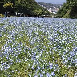 ネモフィラ/いつもいいねありがとうございます♡/うちではありません/RCの出逢いに感謝♡のインテリア実例 - 2016-05-04 23:01:06