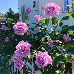 玄関/入り口/新雪/花のある暮らし/薔薇/花壇...などのインテリア実例 - 2024-05-11 22:24:37