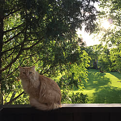 部屋全体/ねこと暮らす/北欧/ねこのいる風景/緑のある暮らし...などのインテリア実例 - 2018-08-07 13:51:00