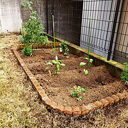 庭/DIY/家庭菜園/庭土/土のインテリア実例 - 2020-04-05 16:17:16