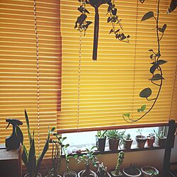 ベッド周り/植物/古い家/植物のある暮らし/お花のある暮らし...などのインテリア実例 - 2016-06-11 22:15:33