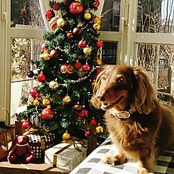 リビング/クリスマス/クリスマスツリー/犬部♪のインテリア実例 - 2013-12-24 12:40:25
