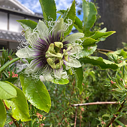 パッションフルーツの花/坂道の途中/田舎暮らし/母屋は築100年以上/寄せ鉢✿ฺ...などのインテリア実例 - 2022-10-23 12:53:06