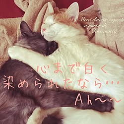 玄関/入り口/粉雪猫/ほっとする空間/深呼吸できる空間/かわゆす♡...などのインテリア実例 - 2017-02-23 13:50:29