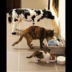キッチン/猫と暮らす/グレー/動物のインテリア実例 - 2016-11-13 20:55:42