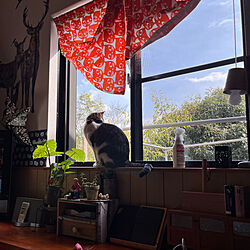 窓辺の猫/IKEA猫柄カーテン/暖かい冬の日/今日はお天気/ねこのいる風景...などのインテリア実例 - 2022-02-20 11:39:56