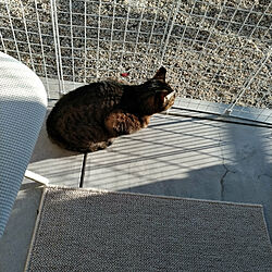 玄関/入り口/猫/ねこ/ねこのいる日常/猫と暮らす...などのインテリア実例 - 2019-03-08 16:44:56