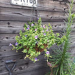 部屋全体/花のある暮らし/お花のある生活❁/お花が大好き/庭...などのインテリア実例 - 2020-08-28 13:09:52