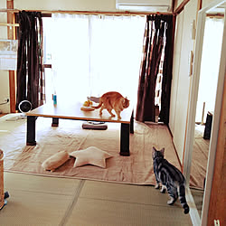 部屋全体/猫と暮らす家/断捨離中(｀･ω･´)/さくら/もみじちゃん...などのインテリア実例 - 2022-09-27 21:42:52