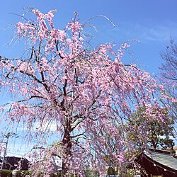 桜のインテリア実例 - 2017-04-13 15:11:12