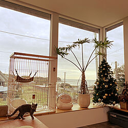 クリスマスツリー/猫さんの部屋/観葉植物/リビングのインテリア実例 - 2021-11-09 08:41:51