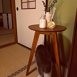 棚/ねこ/スリコ/和室/ねこと暮らす...などのインテリア実例 - 2021-09-20 23:22:06