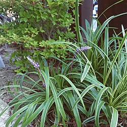 玄関/入り口/日替わり投稿企画!木曜日/植物/紫色の花/植物のある暮らし...などのインテリア実例 - 2017-07-20 10:15:32