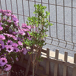 記念樹/玄関/入り口のインテリア実例 - 2020-04-23 16:17:47