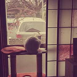 部屋全体/猫のインテリア実例 - 2013-12-09 10:50:19