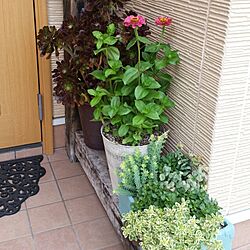 玄関/入り口/お花のある暮らし/ジニアのインテリア実例 - 2016-06-06 17:12:40