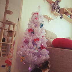 クリスマスツリーと猫/猫多頭買いのインテリア実例 - 2016-12-04 12:11:39