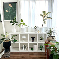 IKEAの棚/飾り棚/オープンシェルフ/植物と暮らす/観葉植物のある部屋...などのインテリア実例 - 2022-12-25 16:23:10