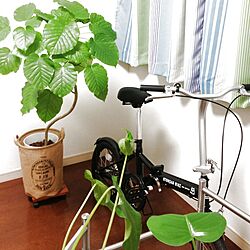 リビング/植物/自転車のインテリア実例 - 2013-08-31 22:11:55