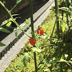 南向きの庭/ミニトマトアイコ/快晴36°/あっつい/体がジンジンする...などのインテリア実例 - 2020-08-11 19:39:00