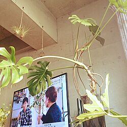 壁/天井/植物のある暮らし/観葉植物/植物/男前インテリア...などのインテリア実例 - 2016-03-20 07:16:46
