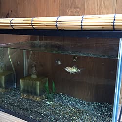 玄関/入り口/金魚すくい/金魚/BESSの家/湖岸の家...などのインテリア実例 - 2017-07-21 13:43:06