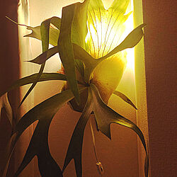 照明DIY/観葉植物/観葉植物のある部屋/観葉植物のある暮らしのインテリア実例 - 2021-02-03 09:07:02