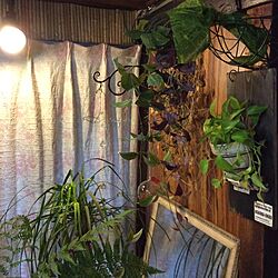 壁/天井/アンティーク/観葉植物のインテリア実例 - 2016-02-07 17:02:07