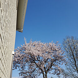 玄関/入り口/アイフルホーム/今年の桜/LIXILのインテリア実例 - 2020-04-28 07:26:38