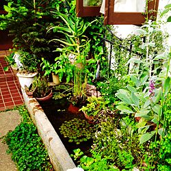 玄関/入り口/ビオトープ/ガーデン/緑のある空間/緑のある生活...などのインテリア実例 - 2017-06-12 17:22:54
