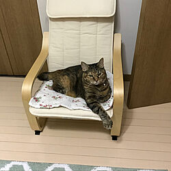 ベッド周り/IKEA子供用アームチェアー/IKEマット/猫ライフ/猫のいる暮らしのインテリア実例 - 2018-08-25 11:16:00
