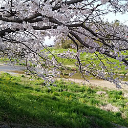 さくら/桜のインテリア実例 - 2021-03-29 00:22:02