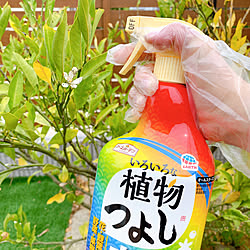 みかんの木/いろいろな植物つよし/アースガーデン/害虫対策/植物のある暮らし...などのインテリア実例 - 2023-06-08 14:49:07