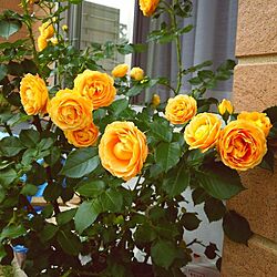 薔薇が好き/ウッドデッキガーデン/玄関/入り口のインテリア実例 - 2017-05-12 19:42:55