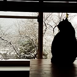 机/雪景色/ペット/猫/田舎...などのインテリア実例 - 2014-12-06 08:55:28