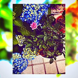 庭/ガーデニング/花のある暮らし/植物のインテリア実例 - 2017-06-12 22:01:18