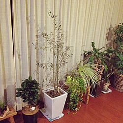リビング/観葉植物のインテリア実例 - 2017-01-27 22:03:30